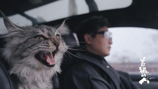 这部9.8分的“猫片”，看哭了无数人_这部9.8分的“猫片”，看哭了无数人_