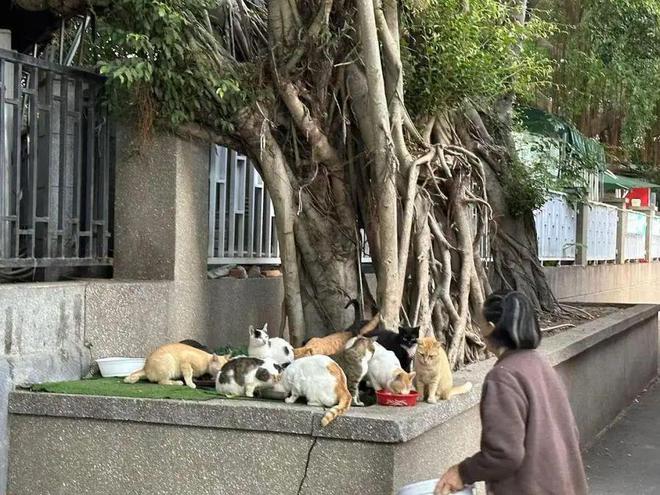 这部9.8分的“猫片”，看哭了无数人__这部9.8分的“猫片”，看哭了无数人