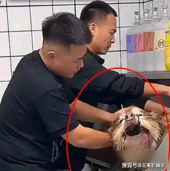 网红潘宏塌房，操作不专业导致顶流犬死亡，其众多黑历史被挖出来_网红潘宏塌房，操作不专业导致顶流犬死亡，其众多黑历史被挖出来_