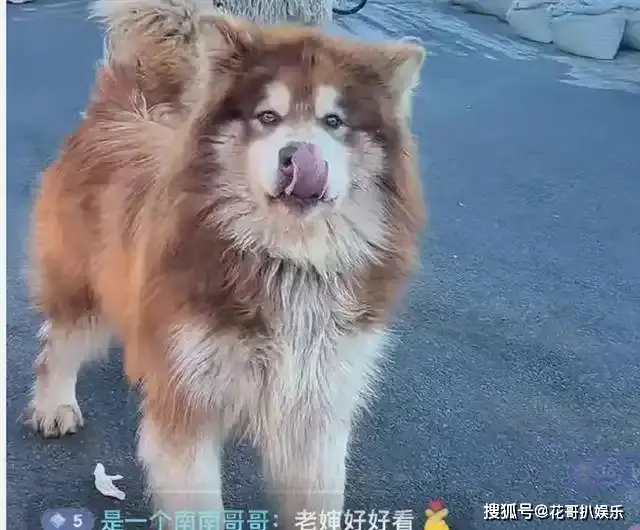网红潘宏塌房，操作不专业导致顶流犬死亡，其众多黑历史被挖出来_网红潘宏塌房，操作不专业导致顶流犬死亡，其众多黑历史被挖出来_