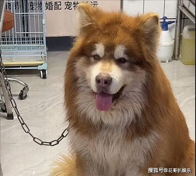 网红潘宏塌房，操作不专业导致顶流犬死亡，其众多黑历史被挖出来_网红潘宏塌房，操作不专业导致顶流犬死亡，其众多黑历史被挖出来_