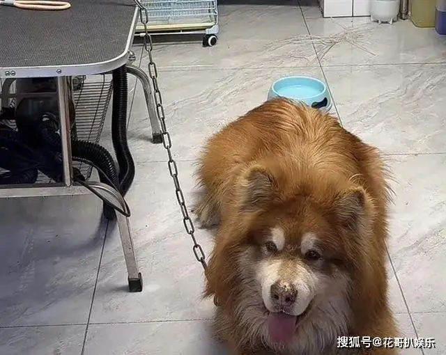 _网红潘宏塌房，操作不专业导致顶流犬死亡，其众多黑历史被挖出来_网红潘宏塌房，操作不专业导致顶流犬死亡，其众多黑历史被挖出来