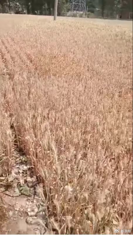 河南周口农户家只浇了一次水的麦子几乎旱死。 受访者供图