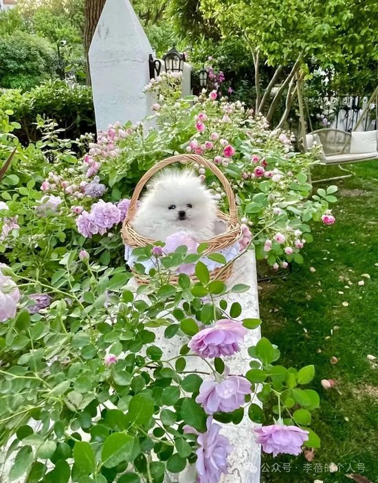 蓓总：贬低业绩可以忍，贬低颜值不能忍！_蓓总：贬低业绩可以忍，贬低颜值不能忍！_