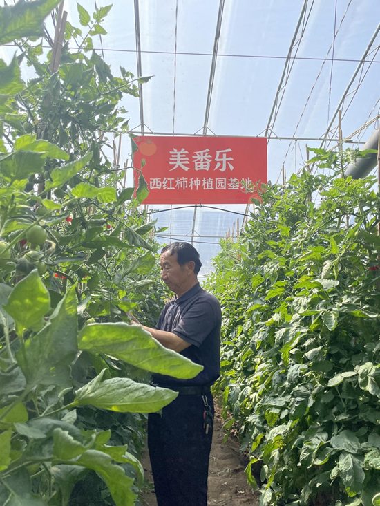 包头农科院番茄种子培育专家尚春明教授