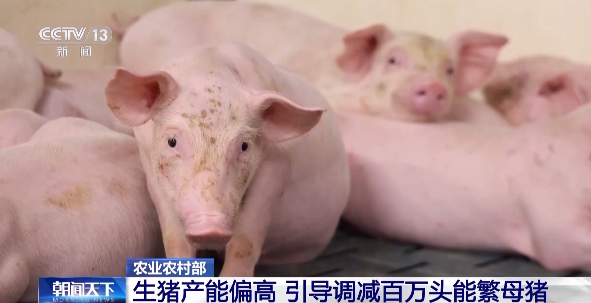 _猪的身价翻倍_猪身价暴涨