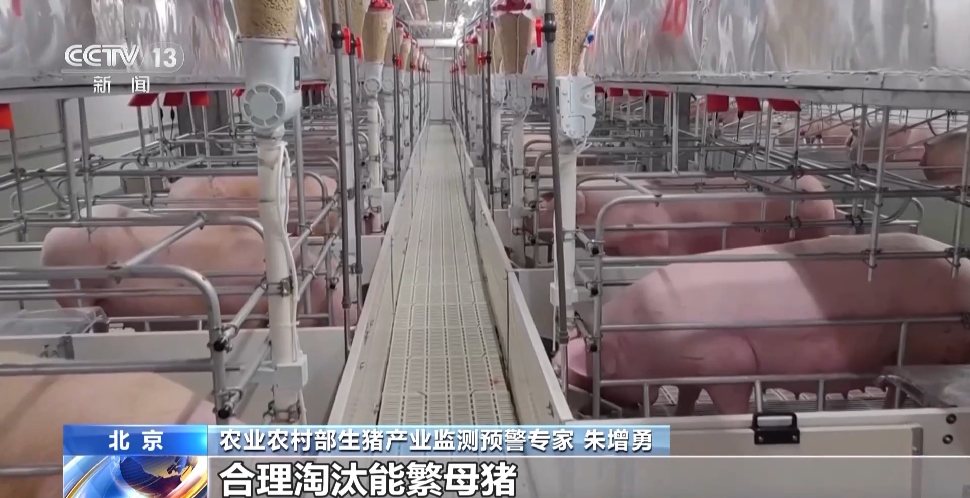 猪的身价翻倍_猪身价暴涨_