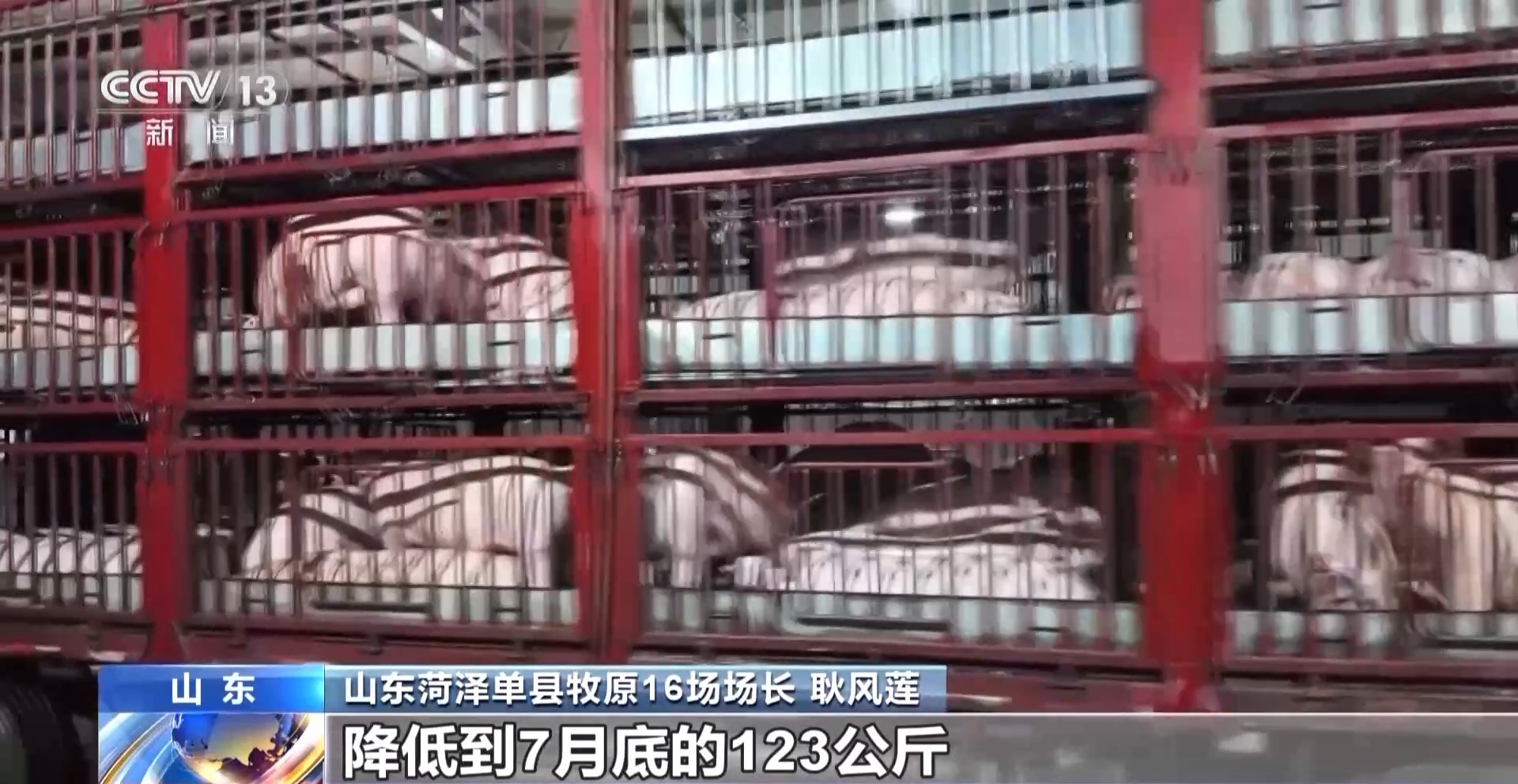 _猪的身价翻倍_猪身价暴涨