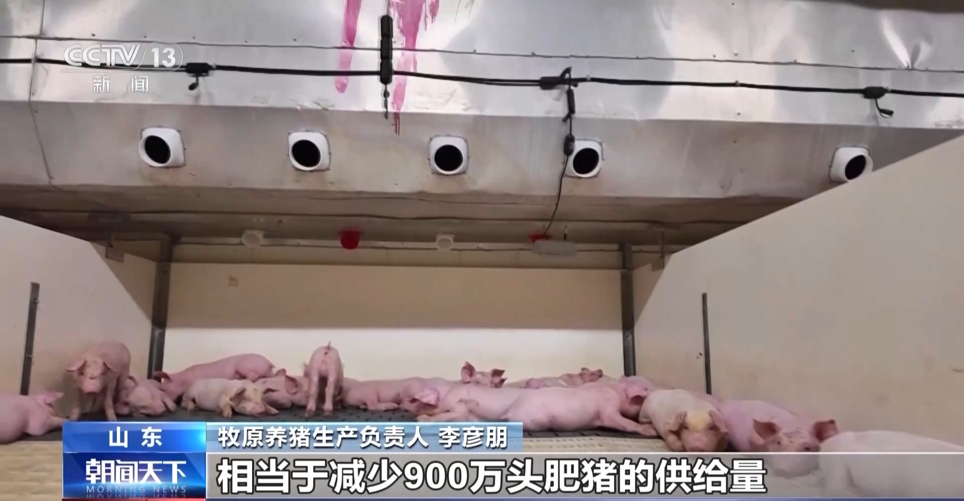 猪身价暴涨__猪的身价翻倍