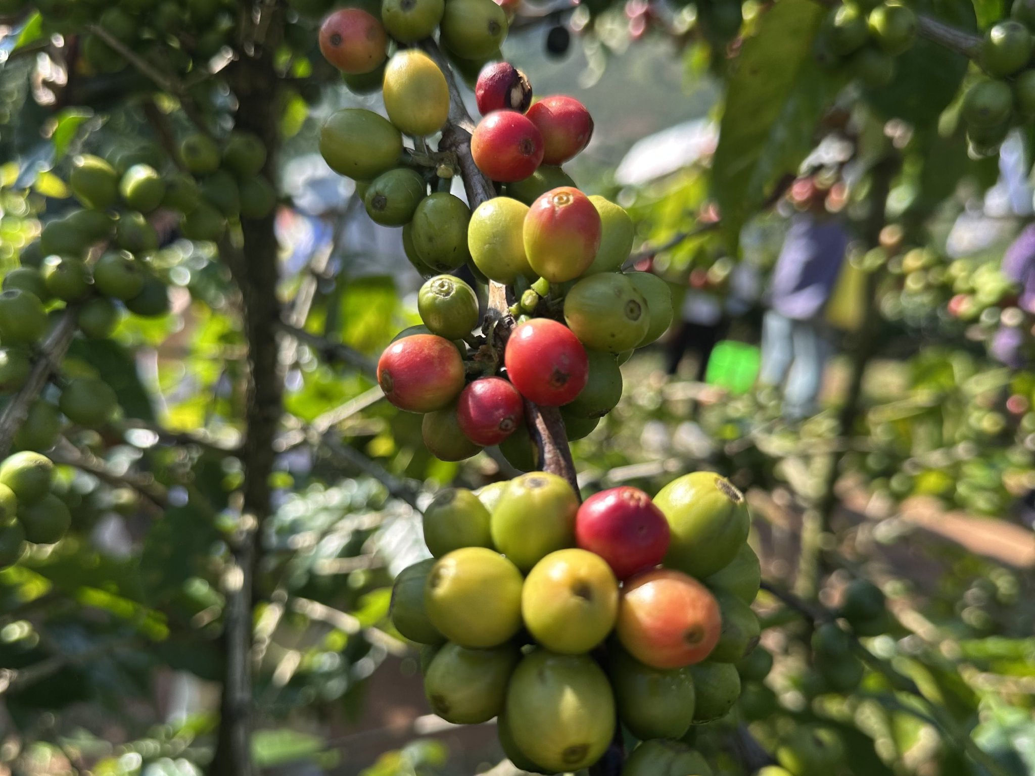 _咖啡豆涨价了吗_咖啡生豆价格走势