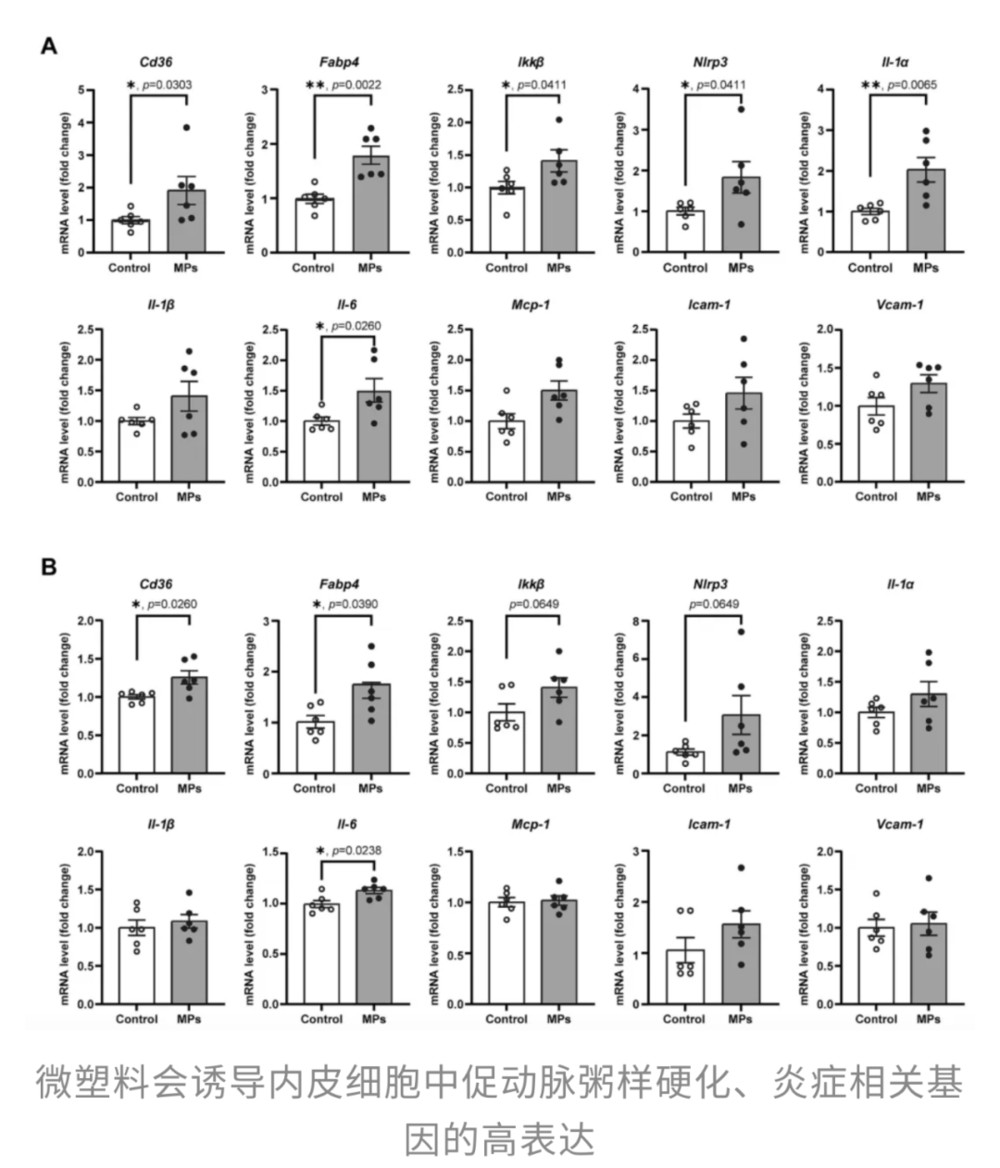 每一口外卖、瓶装水都在伤害心脏和生育力,最新研究:微塑料不仅加剧动脉粥样硬化,还侵入男性生殖系统,不粘锅涂层竟成“帮凶”_每一口外卖、瓶装水都在伤害心脏和生育力,最新研究:微塑料不仅加剧动脉粥样硬化,还侵入男性生殖系统,不粘锅涂层竟成“帮凶”_
